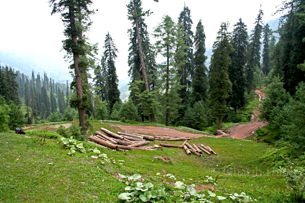 Forest