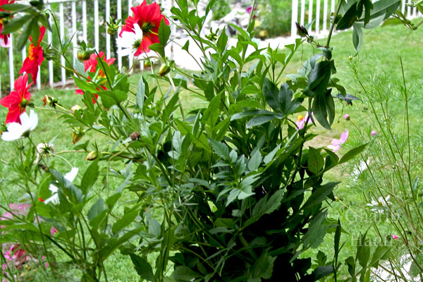 Flowers