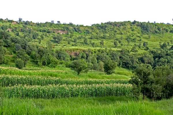 Crops