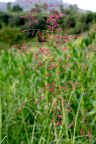 Plants