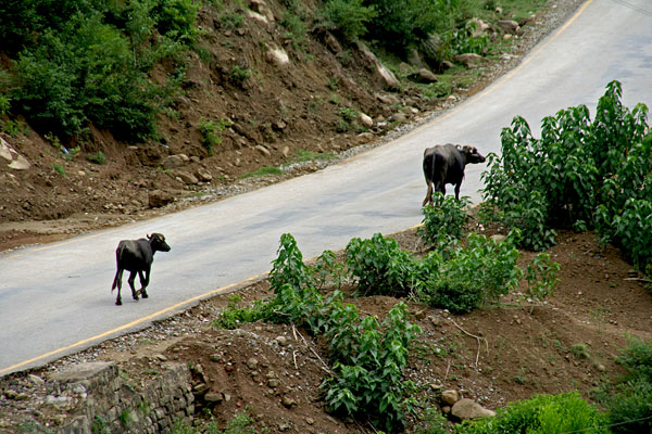 Road