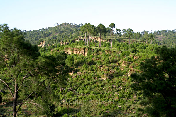 Forest