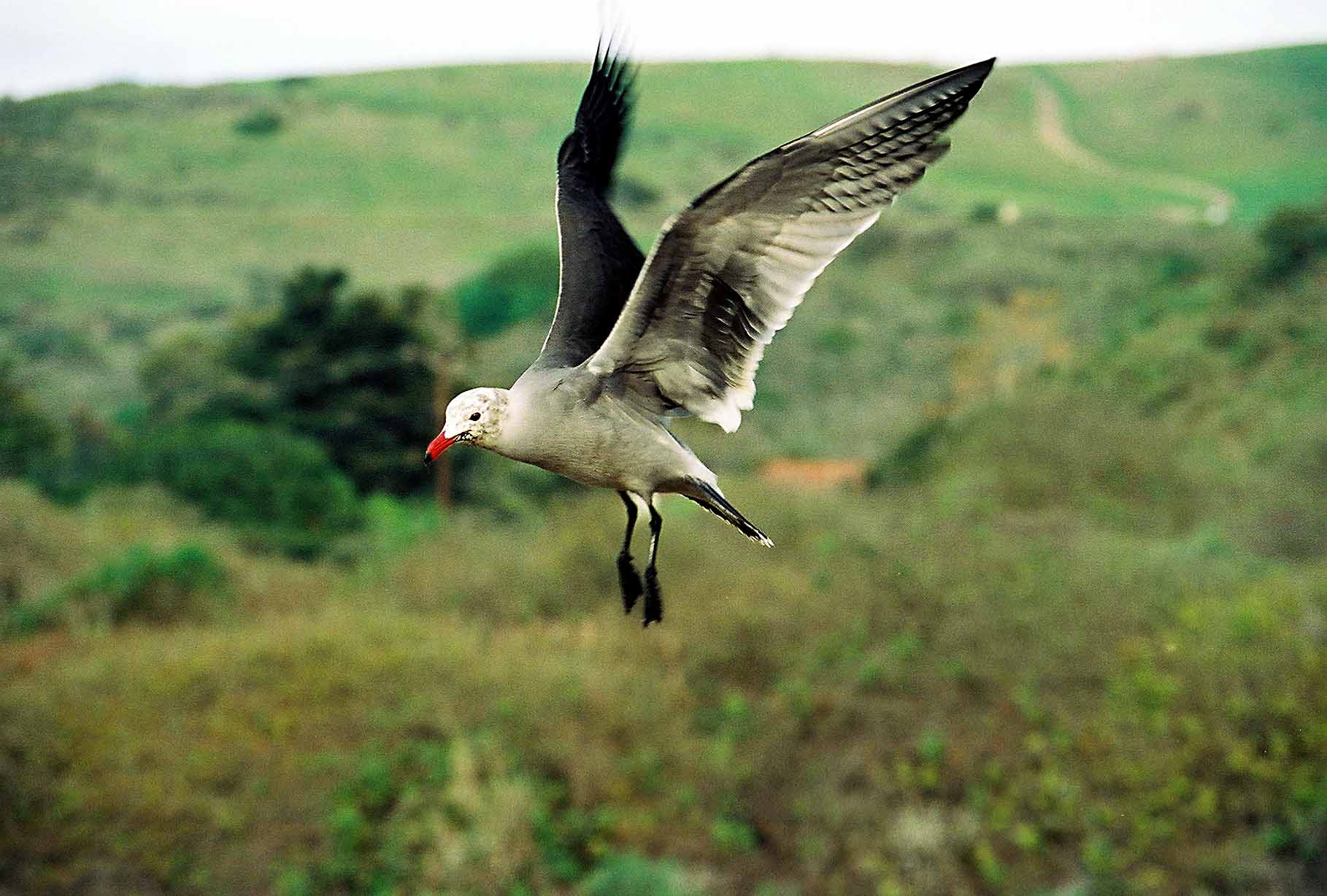 Seagull in flight