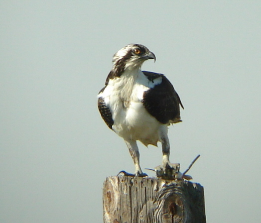 Osprey