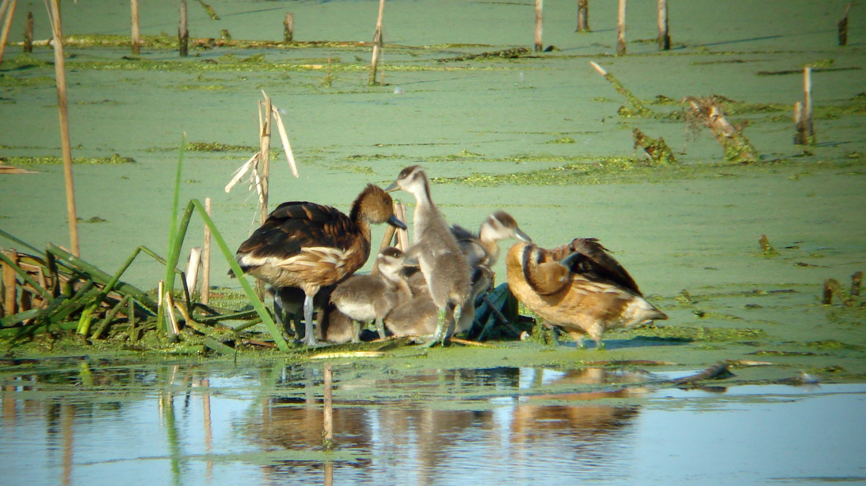 Fulvous Whistling Ducks