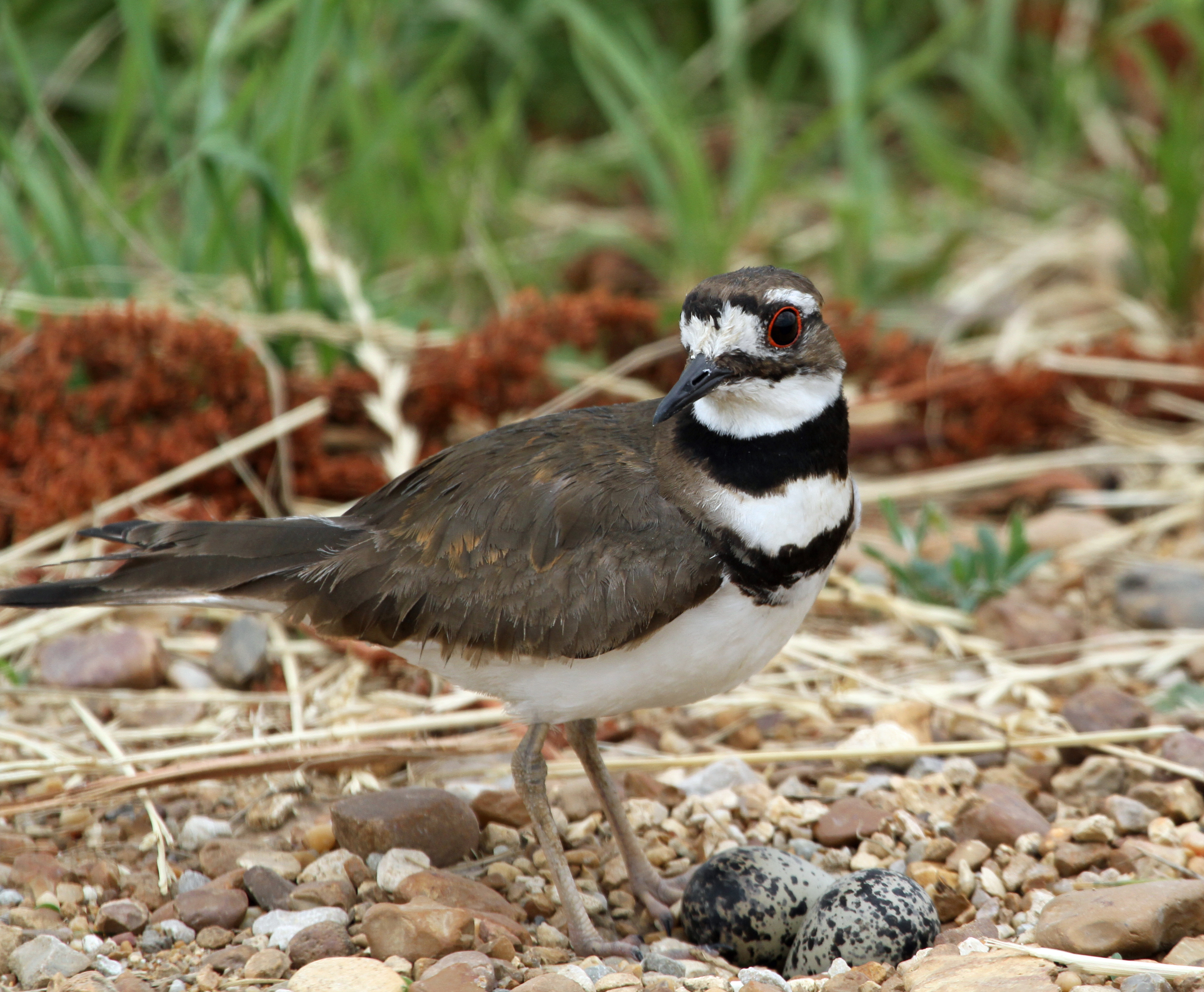 Killdeer