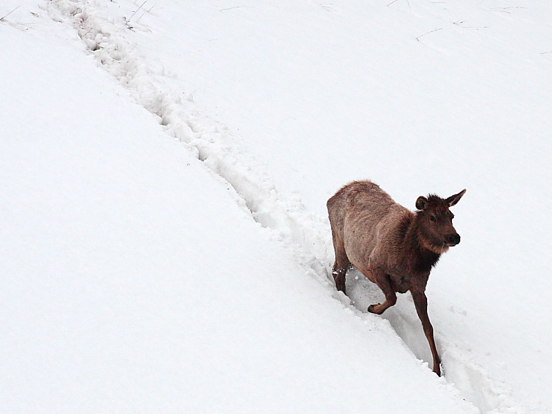 o2/30/668030/1/112579088.36pM5hjL.elkdescendingsnowfield.JPG