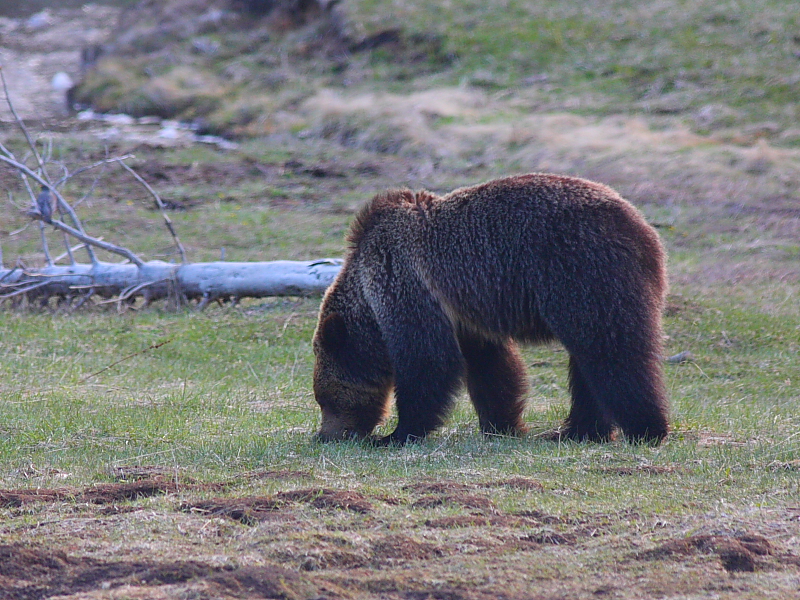 o2/30/668030/1/112579101.SQ777XyT.grizzlynearobsidiancreek.JPG