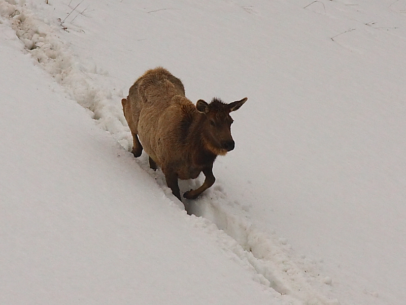 o2/30/668030/1/112579479.z8VItQHr.otherelkdescendingsnowfield.JPG