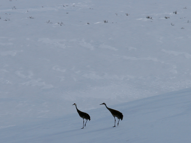 o2/30/668030/1/112579483.AEFnMECx.TwoCranes.JPG