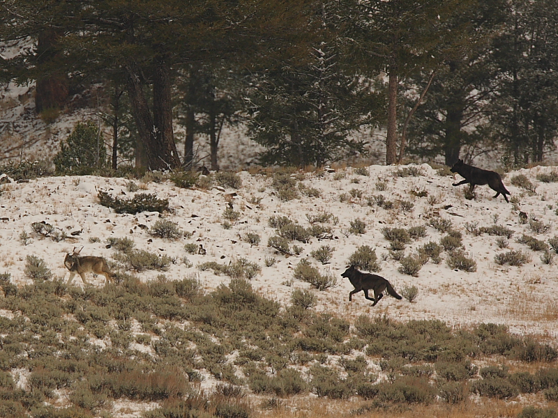 blacktail pack pups after spook.JPG