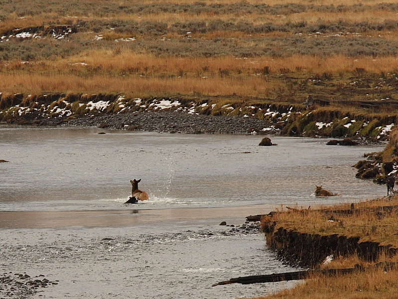 another escape elk wolf.JPG