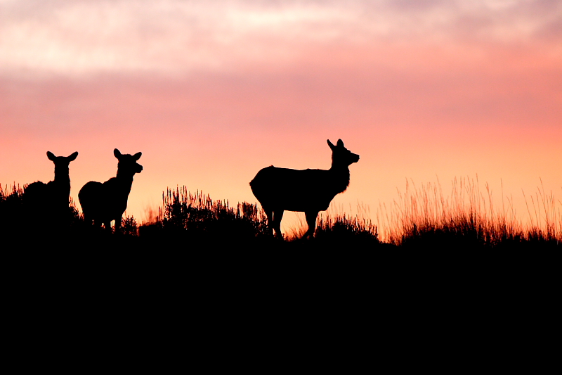 evening light yellowstone.JPG