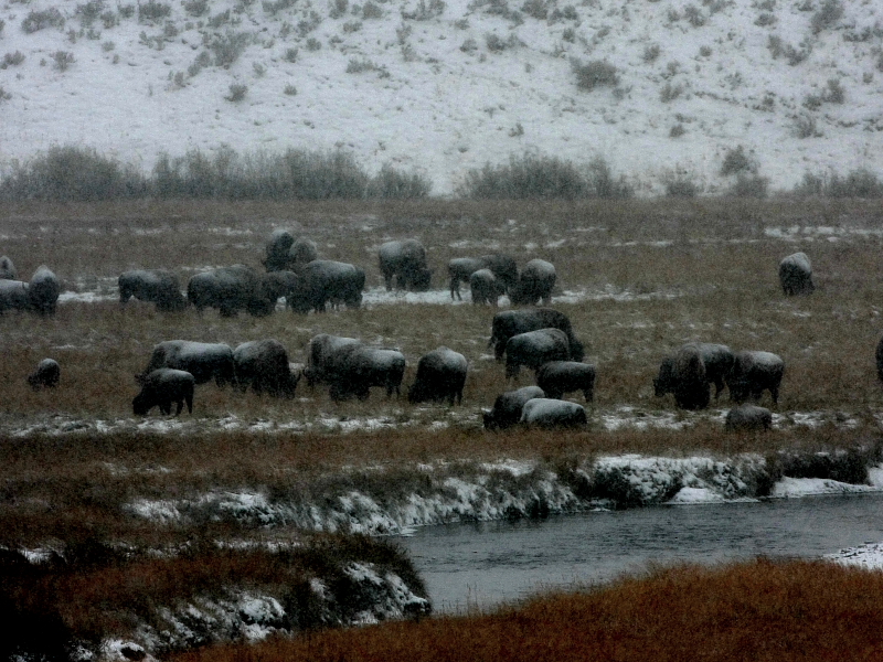 ynp_oct_2009