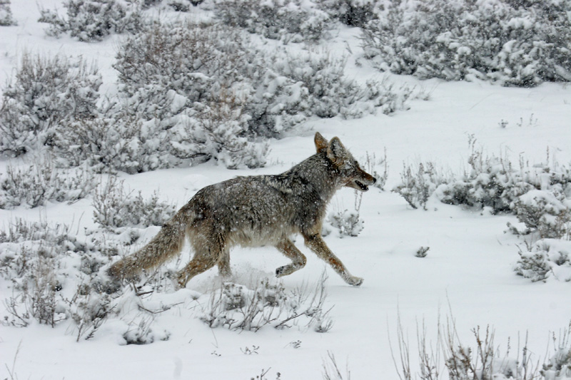On or off the road, it is all speed, this coyote.