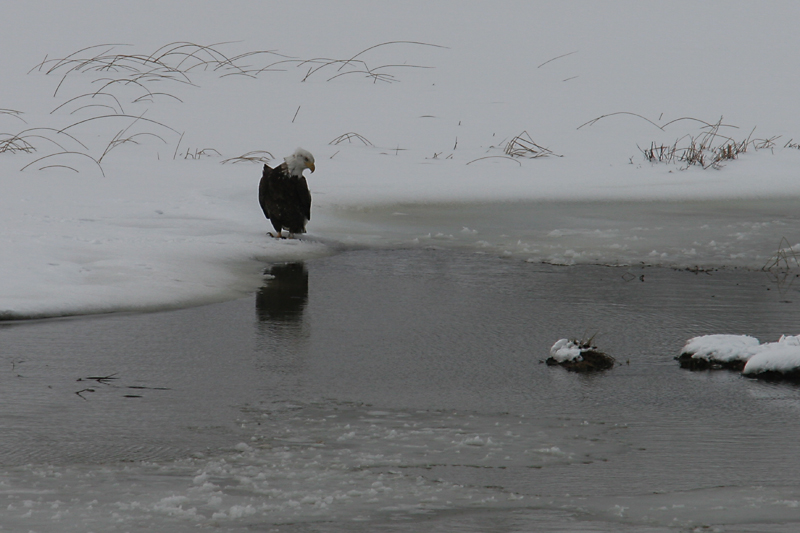 Blacktail Ponds. Eagle, admiring itself and waiting for its turn......