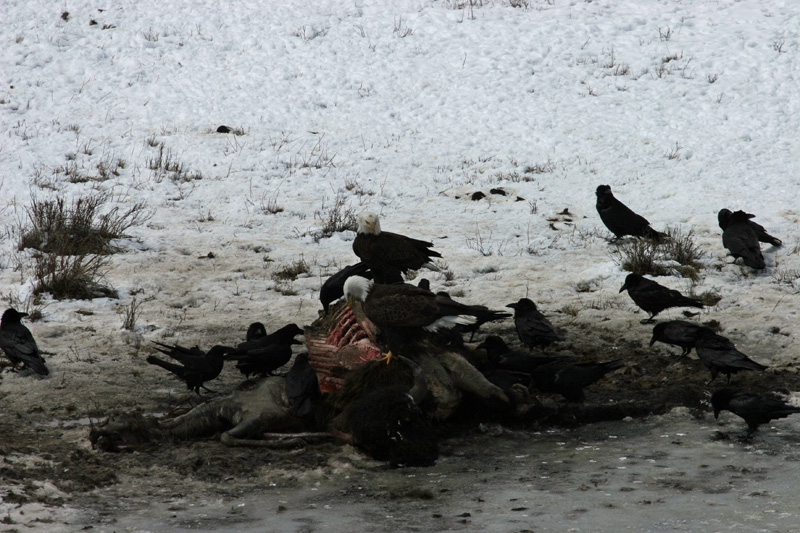 .... at a gory old carcass, already occupied by two other eagles. Buffalo, sure.