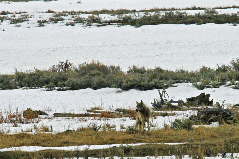 grey habituated druid in confluence.jpg