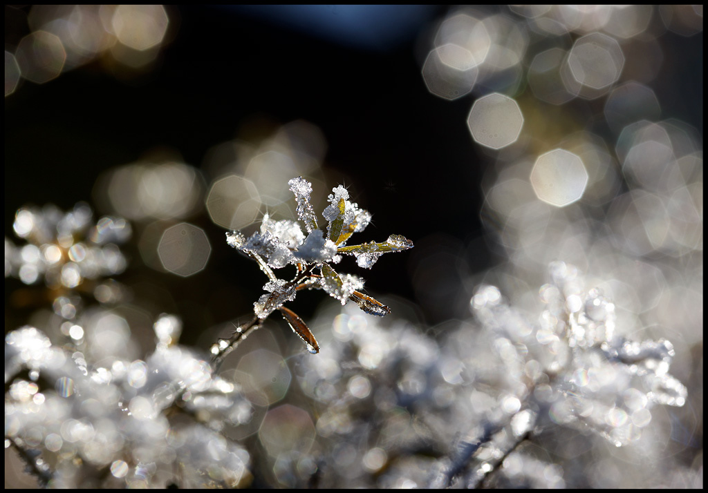 Part of my hedge after seasons first frostbite