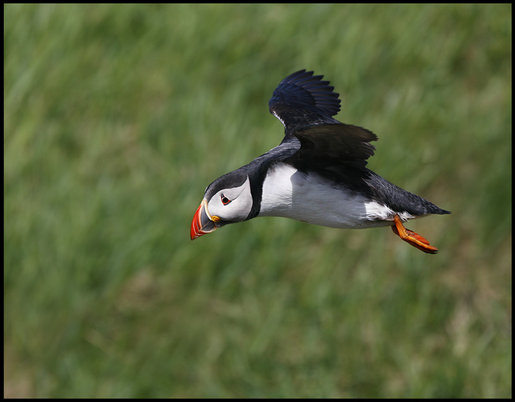 Puffin at Sumburgh Head - Shetland