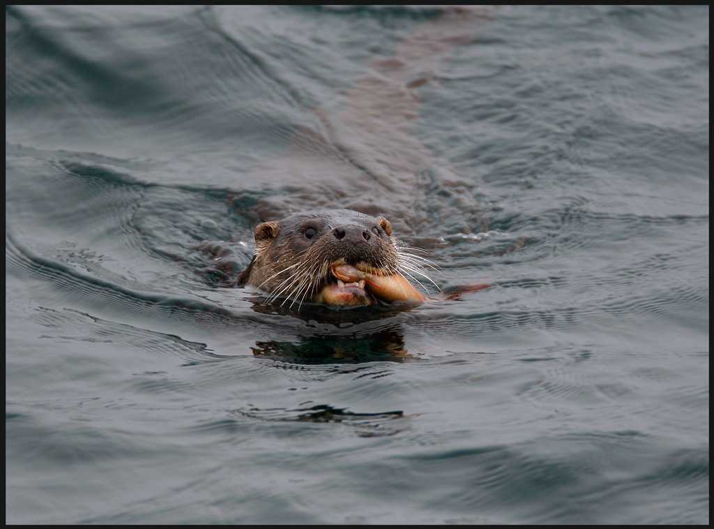 Otter fishing near the ferry termianl at Unst photo - Jan-Michael ...