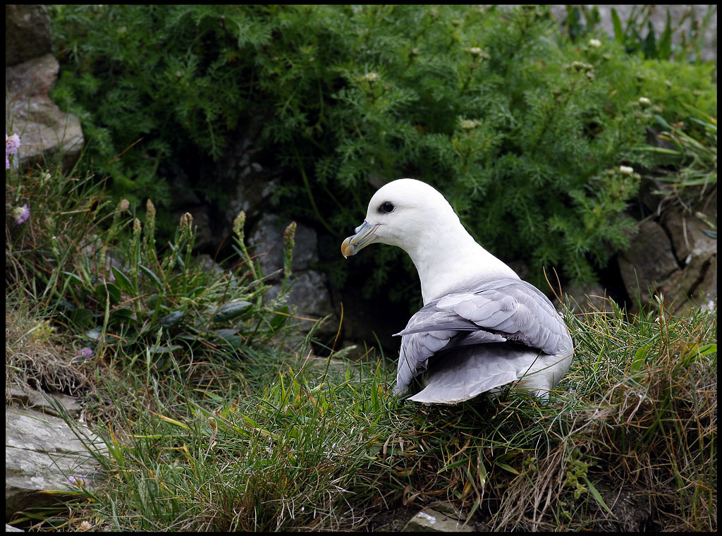 Breeding Fulmar at Sumburgh