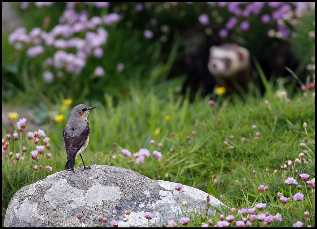 Male Common Wheatear  and Polecat