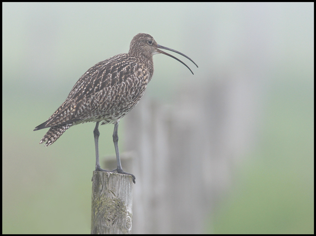 Curlew at display