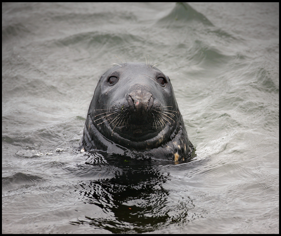 Gray Seal in Lerwick harbour