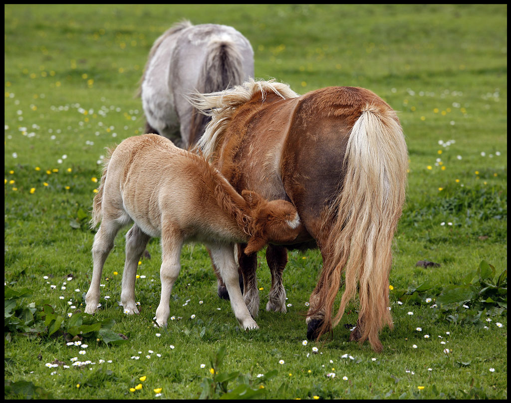 Shetland Ponyes near Tingwall