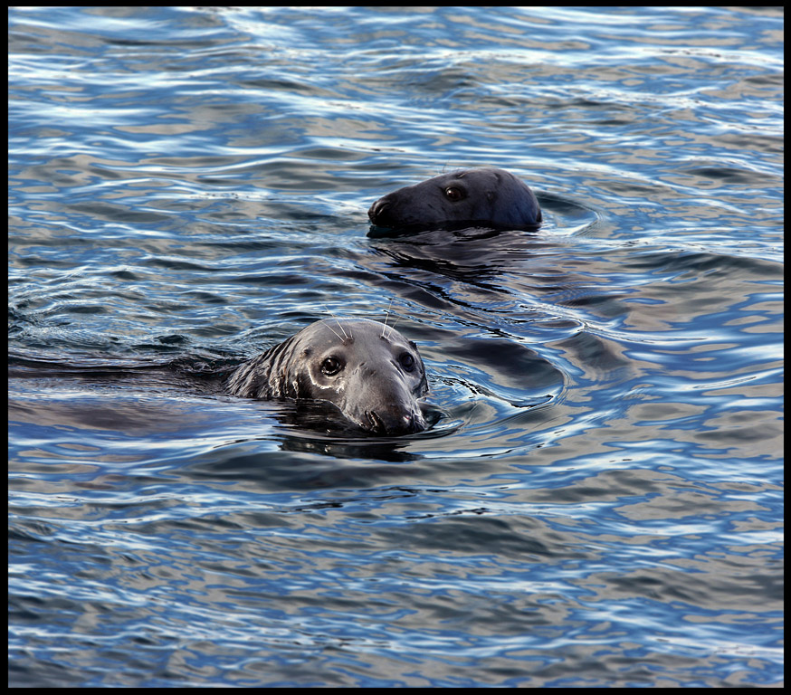 Grey Seals (Halichoerus grypus)