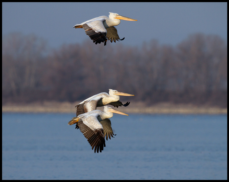 Pelicans flying to overnight place