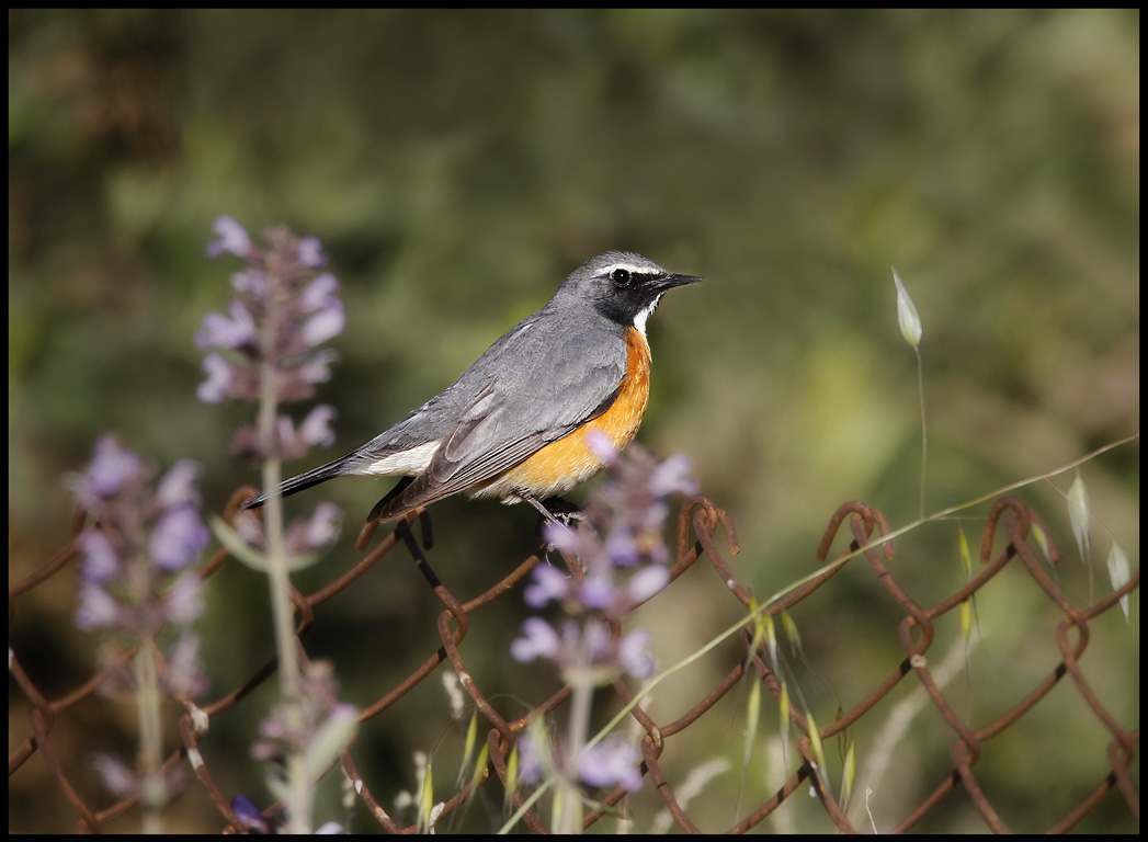 White-throated Robin - Syria