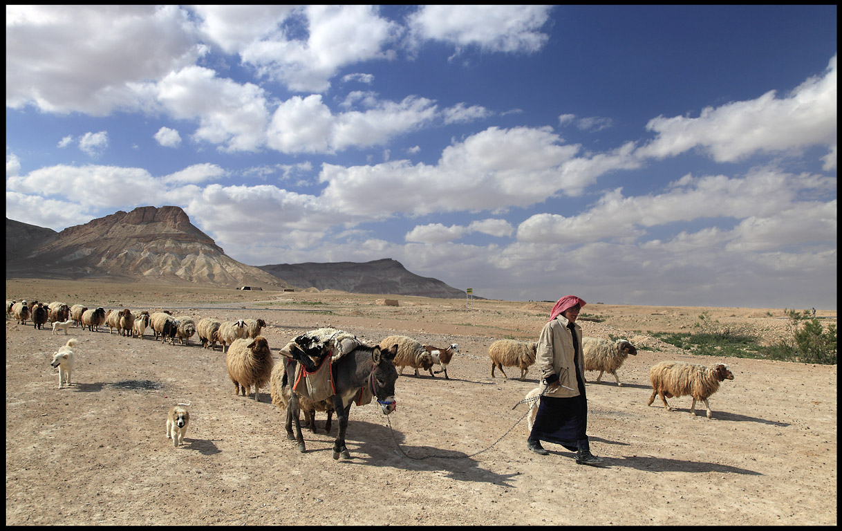 Shepard bringing his herd down for drinking - Sed Wadi Abied