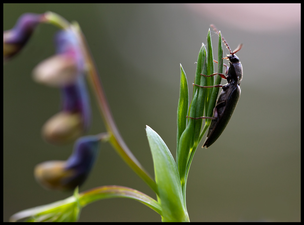 Beetle on  top of flower (Gkrt, Lathyrus linifolius) - Notteryd