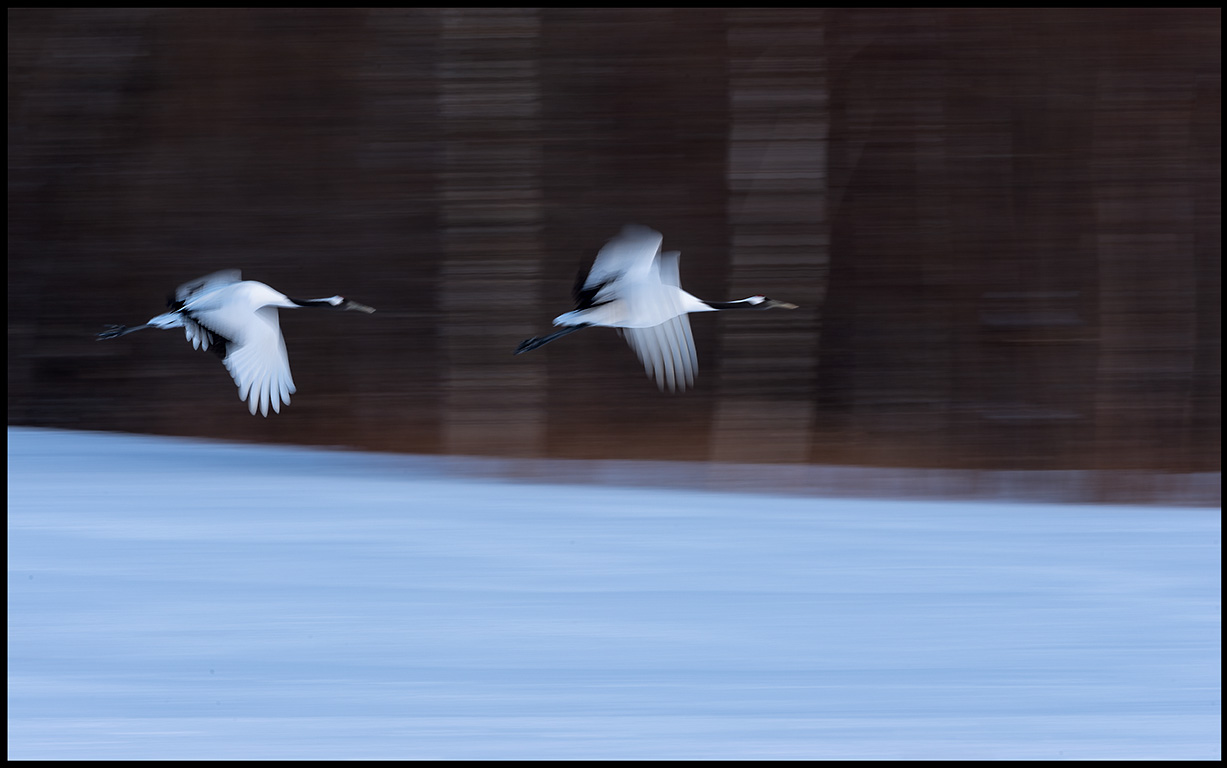 Cranes leaving the area late evening