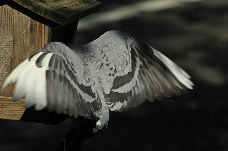 DSC_5990_edited-1.jpg