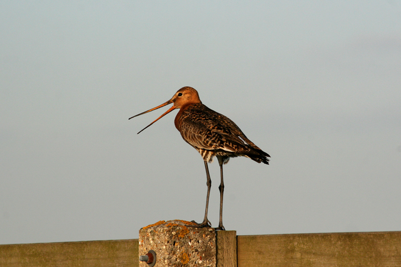 Black-tailed Godwit (Limosa limosa)