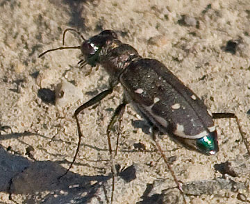 punctulata-5653-vr-19aug08.jpg