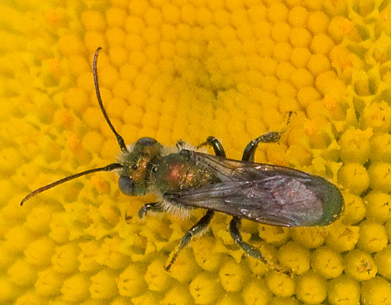 Metallic Copper Bee, Hoplitis fulgida fulgida