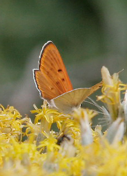 Ruddy Copper, Lycaena rubidus