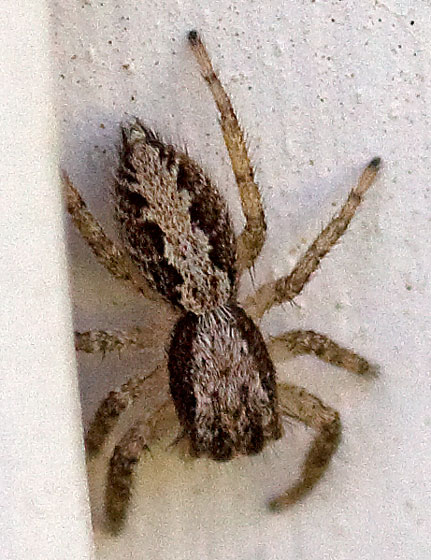 Jumping Spider, Platycryptus californicus