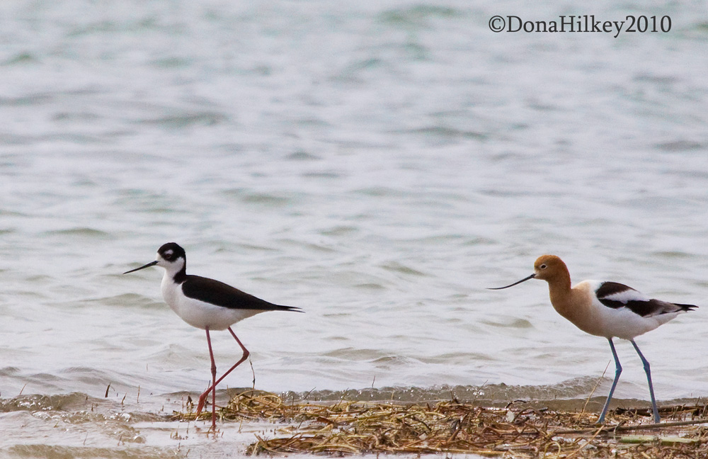 American Avocet and Black-necked Stilt