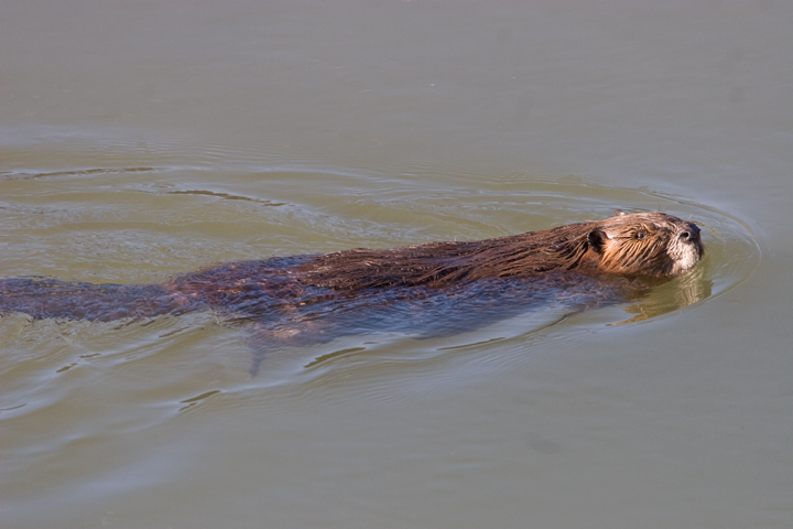 Beaver