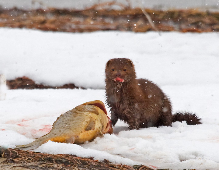 Mink with a Fish Dinner