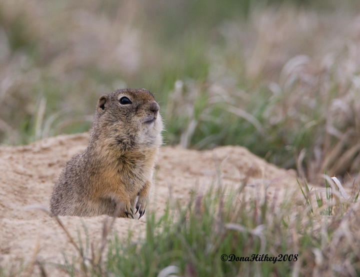 Wyoming Ground Squirrel