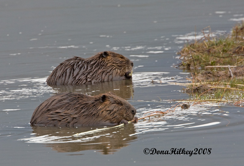 Two Beavers Having Breakfast