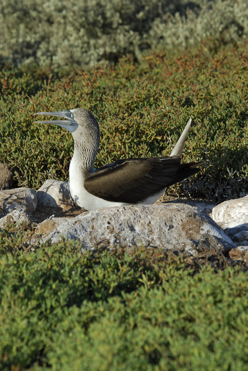 Blue-footed Boobie Courtship Display Seq 1