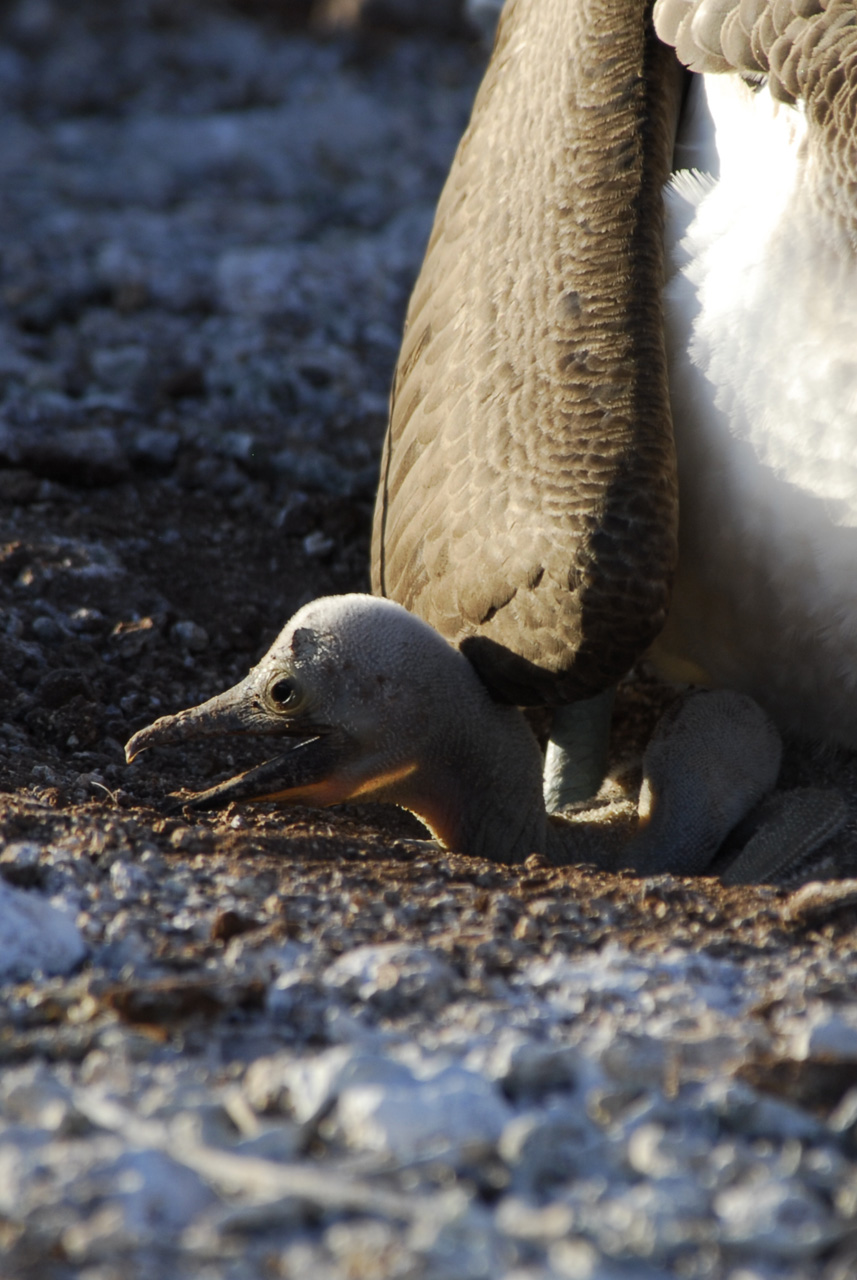 Blue-footed Boobie Chick