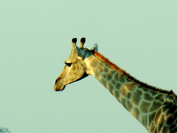 DSCN2545.jpg